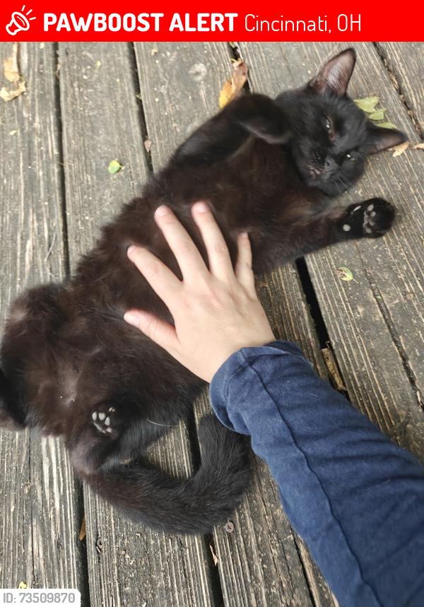 Lost Female Cat last seen Christ hosp, Cincinnati, OH 45219