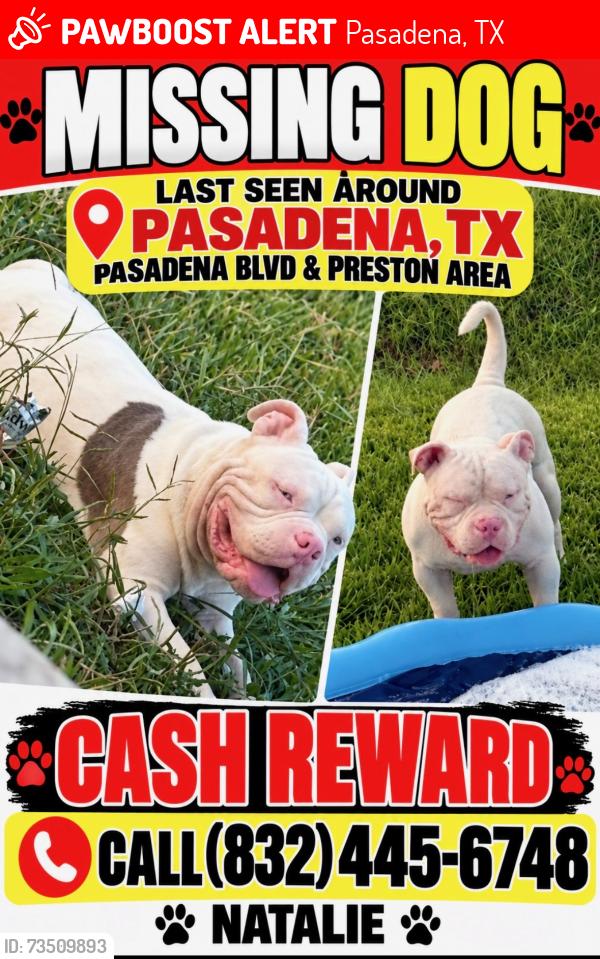 Lost Male Dog last seen Pasadena blvd and preston, Pasadena, TX 77502