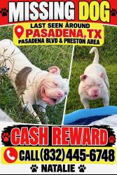 Lost Male Dog last seen Pasadena blvd and preston, Pasadena, TX 77502