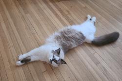 Reunited Male Cat last seen Near Donnelly Ave, Hastings, MN 55033, USA, Hastings, MN 55033