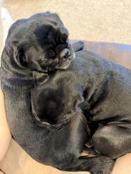Reunited Female Dog last seen 6th Stand ave D, Springtown, TX 76082