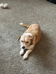 Reunited Female Dog last seen North Racing Water Way & Olympic Park Drive, Eagle, ID 83616