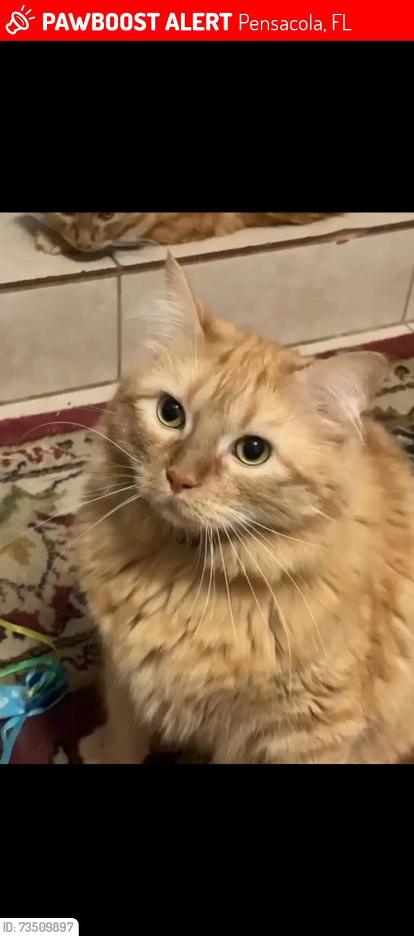 Lost Male Cat last seen Norwood Dr / Randolph Dr, Pensacola, FL 32506