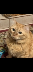 Lost Male Cat last seen Norwood Dr / Randolph Dr, Pensacola, FL 32506