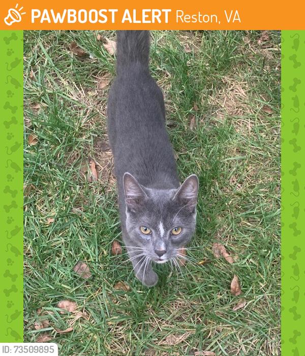 Found/Stray Male Cat last seen Forest Edge Elementary School, Reston, VA 20190