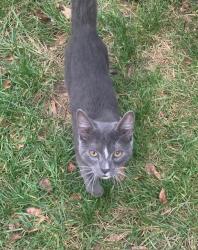 Found/Stray Male Cat last seen Forest Edge Elementary School, Reston, VA 20190