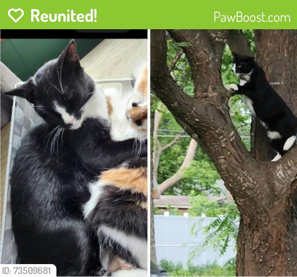 Reunited Male Cat last seen 86th and 2nd ave Bloomington, MN, Minneapolis, MN 55420