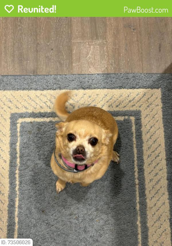 Reunited Female Dog last seen Unsure, Midland, NC 28107