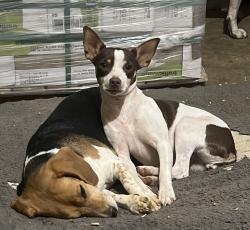 Reunited Female Dog last seen Near Oak Rd, Byhalia, MS 38611, USA, Byhalia, MS 38611