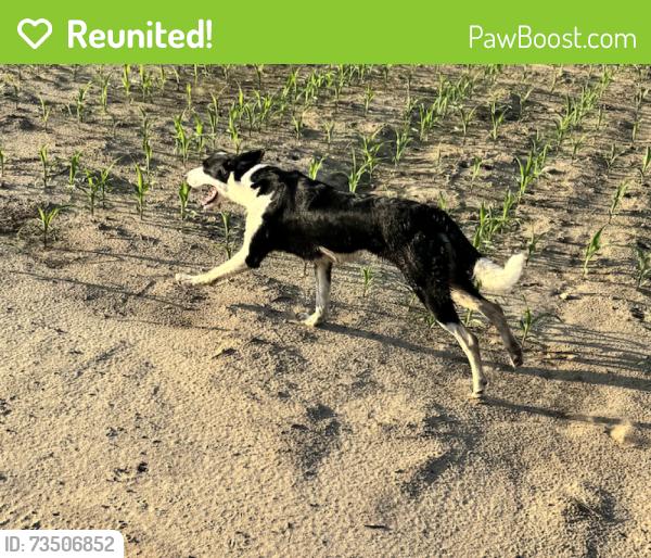 Reunited Female Dog last seen Dorian Rd Fayetteville, Fayetteville, NC 28306