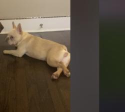 Lost Female Dog last seen Near Crystal Terr, Hillside, NJ 07205