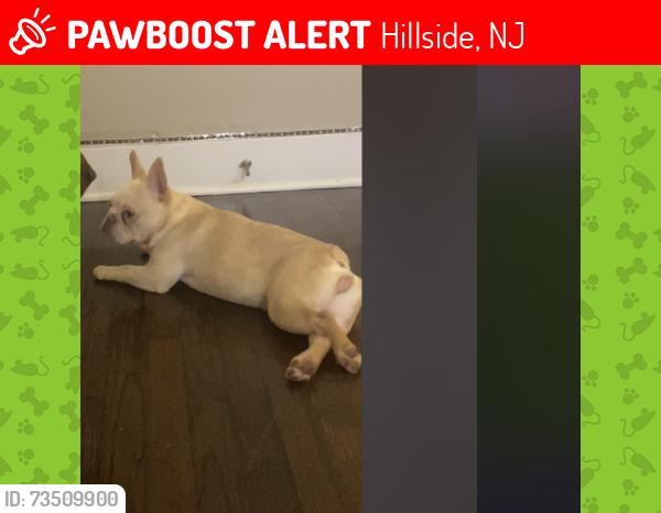 Lost Female Dog last seen Near Crystal Terr, Hillside, NJ 07205