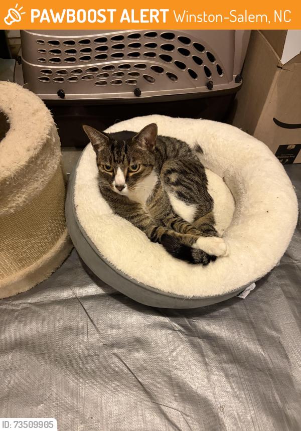 Found/Stray Male Cat last seen Peacehaven Rd, Winston-Salem, NC 27104