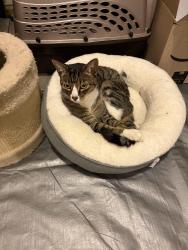 Found/Stray Male Cat last seen Peacehaven Rd, Winston-Salem, NC 27104