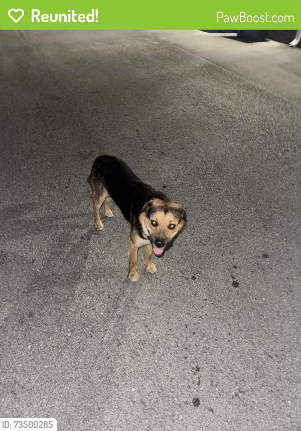 Reunited Male Dog last seen near the railroad tracks, and the apmts, Cumberland Gap, TN 37724