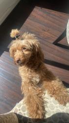 Reunited Female Dog last seen Leigh’s grove way, Grayson, GA 30017