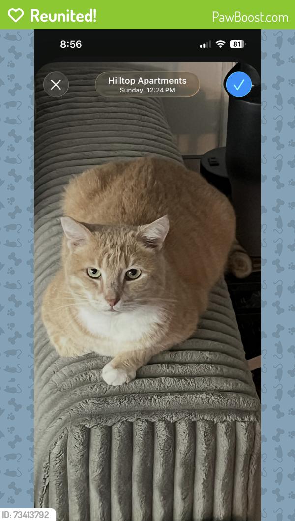 Reunited Male Cat last seen Hilltop apmt complex, Cincinnati, OH 45213