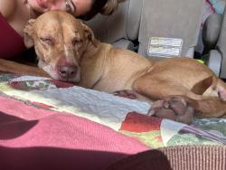 Reunited Male Dog last seen Goose Lake Wildlife Area, Deerfield, WI 53559