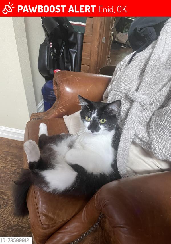 Lost Male Cat last seen Oakwood golf course, Enid, OK 73703