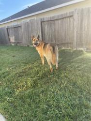 Reunited Female Dog last seen Level oak and royal oak pl, Spring, TX 77380