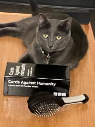 Lost Male Cat last seen Wind Lake, Wind Lake, WI 53185