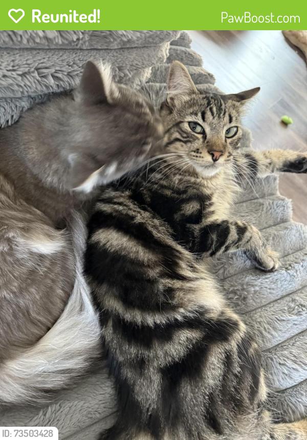 Reunited Male Cat last seen Baird Rd, in front of RVLL fields, Santa Rosa, CA 95409