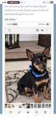Reunited Male Dog last seen Ciudad, policía, licencia de conducir, Cape Coral, FL 33990