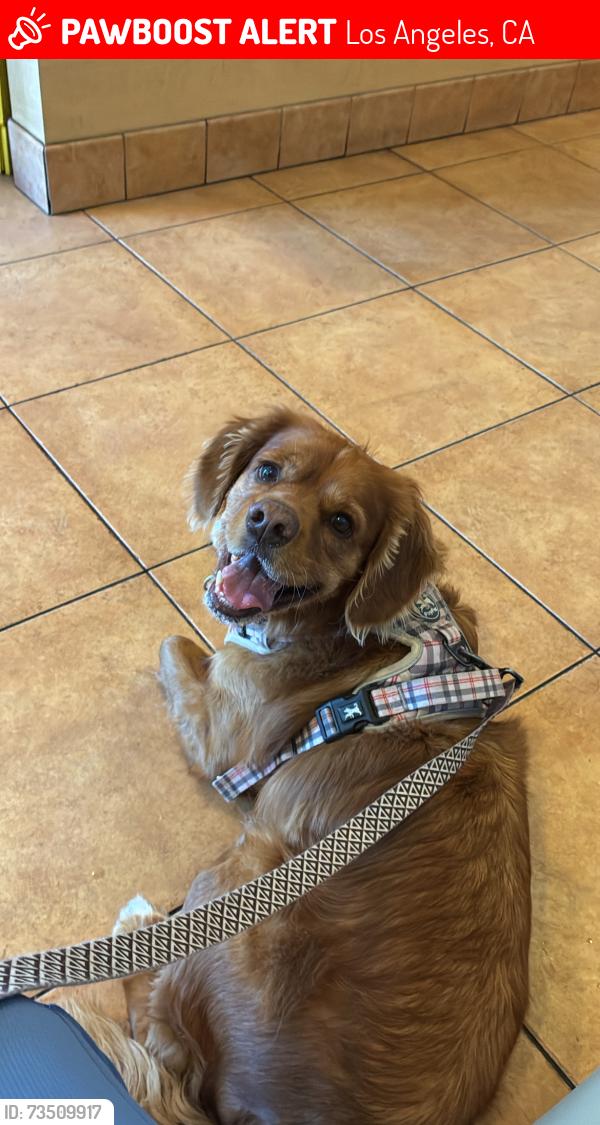 Lost Male Dog last seen calvert street and vally circle Blvd., Los Angeles, CA 91367