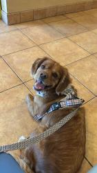 Lost Male Dog last seen calvert street and vally circle Blvd., Los Angeles, CA 91367