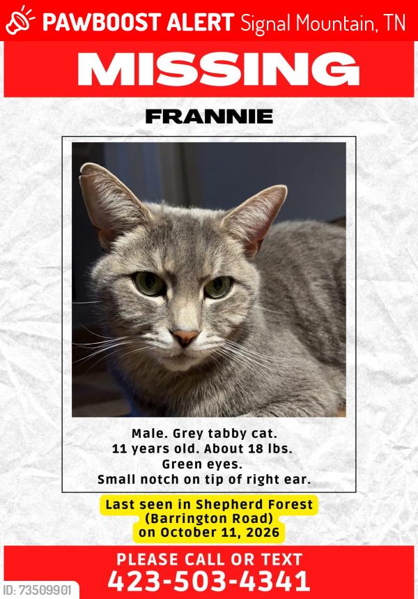 Lost Male Cat last seen Shepherd Forest across from Signal Mountain Town Hall, Signal Mountain, TN 37377