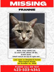 Lost Male Cat last seen Shepherd Forest across from Signal Mountain Town Hall, Signal Mountain, TN 37377