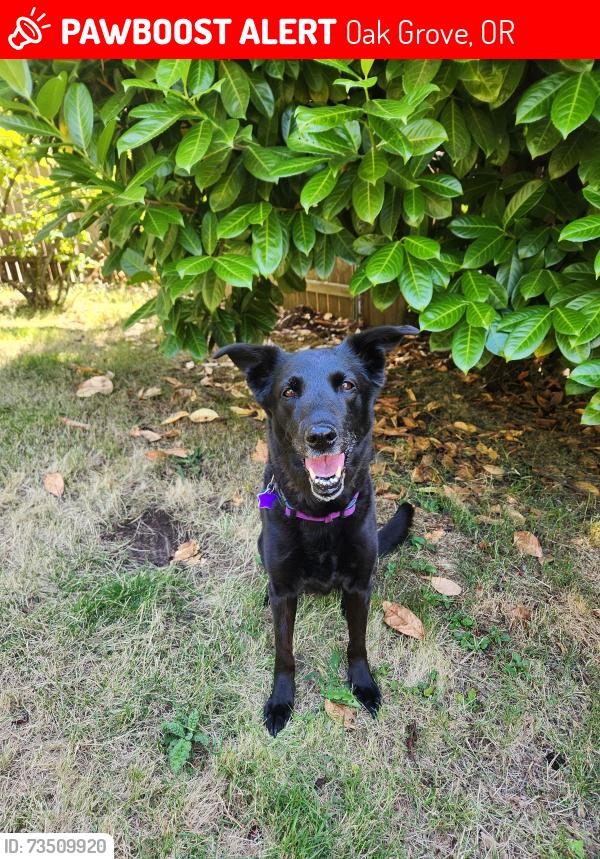 Lost Female Dog last seen Park and Oatfield, Oak Grove, OR 97222