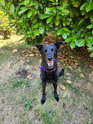 Lost Female Dog last seen Park and Oatfield, Oak Grove, OR 97222