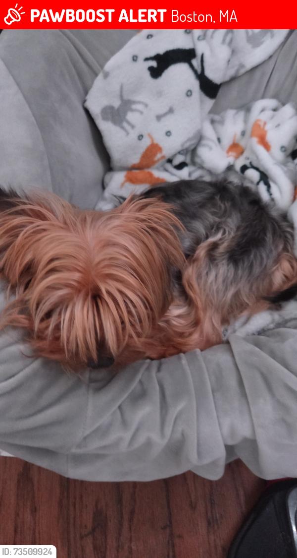 Lost Male Dog last seen Alexander St & Dorchester St., Boston, MA 02125