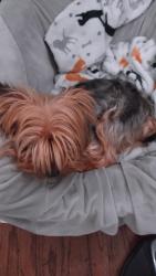 Lost Male Dog last seen Alexander St & Dorchester St., Boston, MA 02125