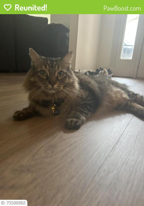 Reunited Male Cat last seen Maple branch street, Spring, TX 77380