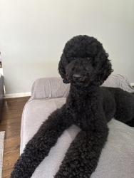 Lost Female Dog last seen By C.A Burk elementary school, Kansas City, MO 64134
