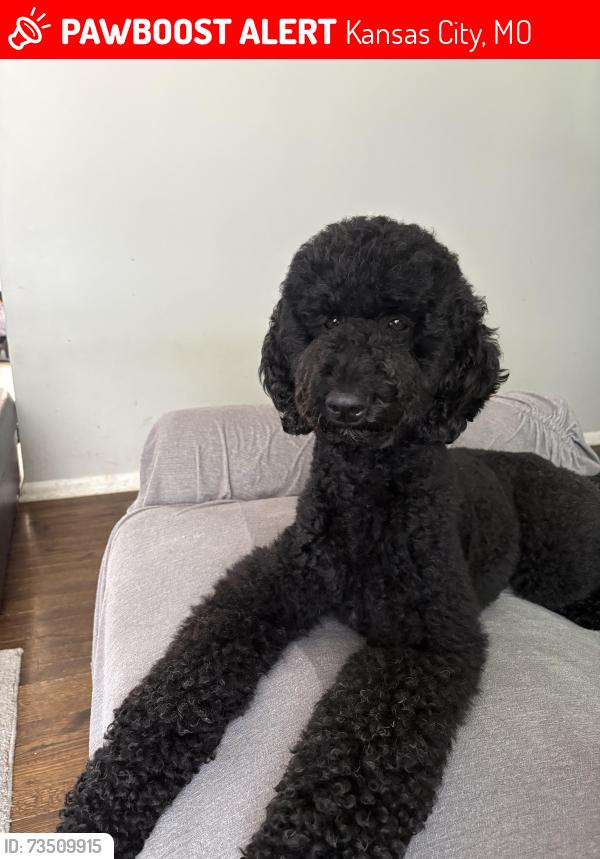 Lost Female Dog last seen By C.A Burk elementary school, Kansas City, MO 64134