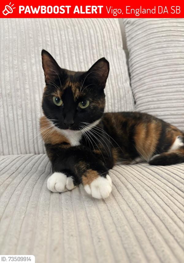 Lost Female Cat last seen Highview, Vigo, England DA13 0SB