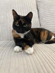 Lost Female Cat last seen Highview, Vigo, England DA13 0SB