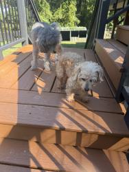 Reunited Male Dog last seen Liberty Rd. and Blackmore in Greensboro, Greensboro, NC 27406