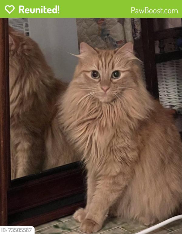 Reunited Female Cat last seen Stafford between Grove and Floyd, Richmond, VA 23220