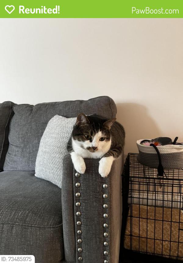 Reunited Female Cat last seen Michael street, by Publix Harris teeter off raeford rd, Fayetteville, NC 28303