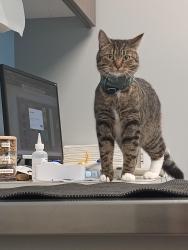 Reunited Female Cat last seen Scholl's Ferry Road, Portland, OR 97223