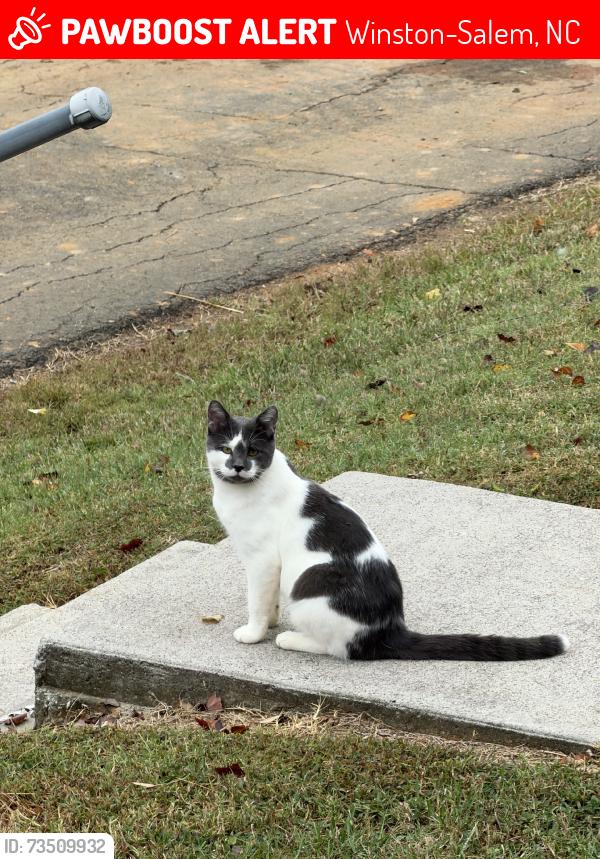 Lost Male Cat last seen Reynolda and Winona, Winston-Salem, NC 27106