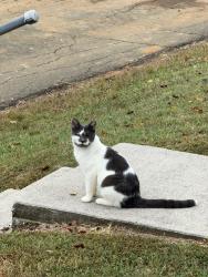 Lost Male Cat last seen Reynolda and Winona, Winston-Salem, NC 27106
