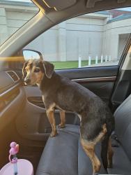 Reunited Male Dog last seen Treepoint Park, Arlington, TX 76017