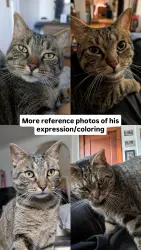 Reunited Male Cat last seen Cherry and Diamond, Grand Rapids, MI 49506