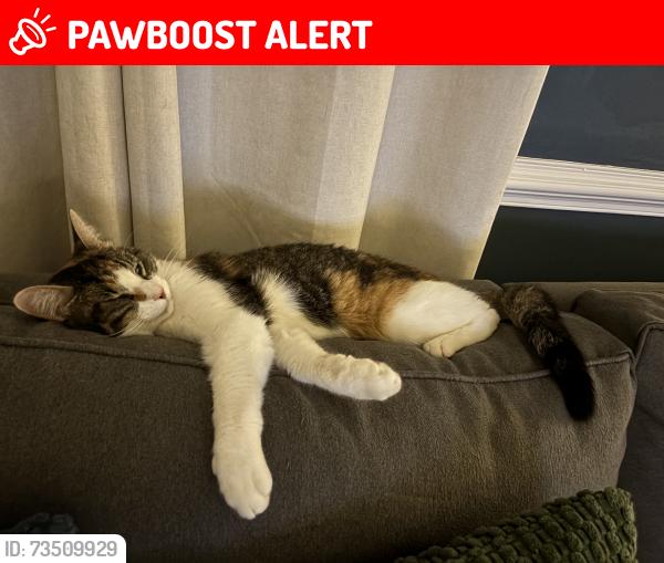 Lost Female Cat last seen Olde Liberty rd, Chesterfield County, VA 23236