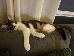 Lost Female Cat last seen Olde Liberty rd, Chesterfield County, VA 23236